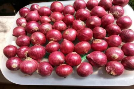 Bellary onion